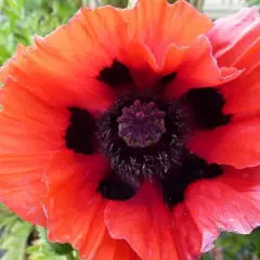 PAPAVER orientale 'Beauty of Livermere' - Pavot d'orient