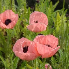 PAPAVER orientale 'Little Dancing Girl' - Pavot d'orient