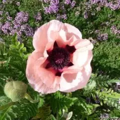 PAPAVER orientale 'Little Dancing Girl' - Pavot d'orient