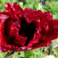 PAPAVER orientale 'Royal Chocolate Distinction' - Pavot d'orient