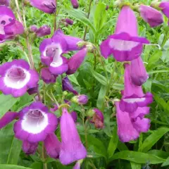 PENSTEMON 'Purple Passion' - Galane