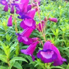 PENSTEMON 'Purple Passion' - Galane