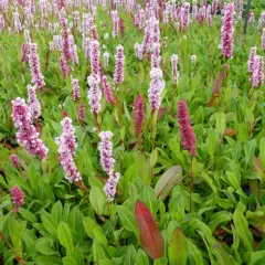 PERSICARIA affinis 'Donald Lowndes' - Renouée