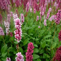 PERSICARIA affinis 'Donald Lowndes' - Renouée