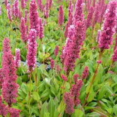 PERSICARIA affinis 'Kabouter' - Renouée