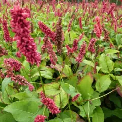 PERSICARIA amplexicaulis 'Dikke Floskes' - Renouée