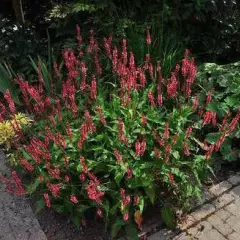 PERSICARIA amplexicaulis 'Dikke Floskes' - Renouée