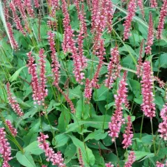 PERSICARIA amplexicaulis 'High Society' - Renouée