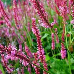 PERSICARIA amplexicaulis 'High Society' - Renouée