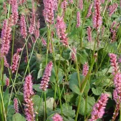 PERSICARIA amplexicaulis 'High Society' - Renouée