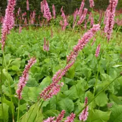 PERSICARIA amplexicaulis 'Jo and Guido’s form' - Renouée