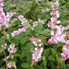 PERSICARIA campanulata - Renouée