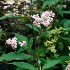 PERSICARIA campanulata - Renouée