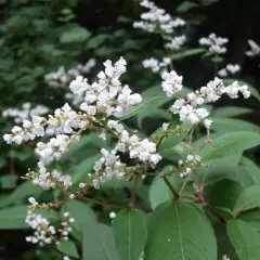 PERSICARIA campanulata - Renouée