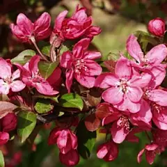 MALUS X 'Liset' - Pommier à fleurs 'Liset '