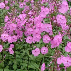 PHLOX Maculata 'Rosalinde' - Phlox maculé