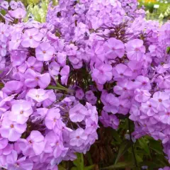 PHLOX Maculata 'Rosalinde' - Phlox maculé