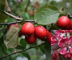 MALUS X 'Neville Copeman' - Pommier à fleurs 'Neville Copeman'