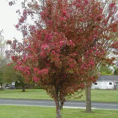 MALUS X 'Neville Copeman' - Pommier à fleurs 'Neville Copeman'