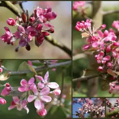 MALUS X 'Neville Copeman' - Pommier à fleurs 'Neville Copeman'