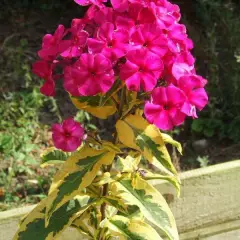 PHLOX paniculata 'Goldmine'