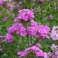 PHLOX paniculata 'Hesperis' - Phlox paniculé