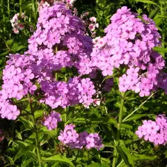 PHLOX paniculata 'Hesperis' - Phlox paniculé