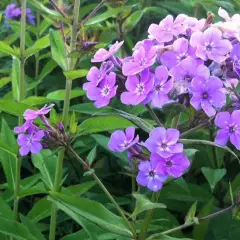 PHLOX paniculata 'Hesperis' - Phlox paniculé