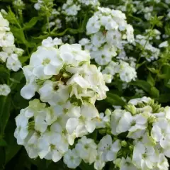 PHLOX paniculata 'Jade' - Phlox paniculé