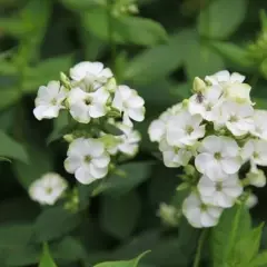 PHLOX paniculata 'Jade' - Phlox paniculé