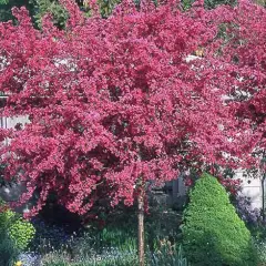 MALUS X 'Profusion' - Pommier à fleurs 'Profusion'