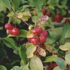 MALUS X 'Profusion' - Pommier à fleurs 'Profusion'