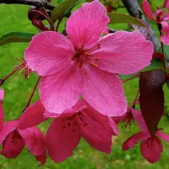 MALUS X 'Profusion' - Pommier à fleurs 'Profusion'