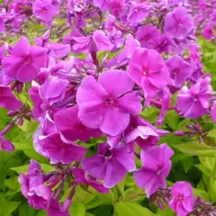 PHLOX paniculata 'Purple Flame' - Phlox paniculé