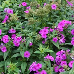 PHLOX paniculata 'Purple Flame' - Phlox paniculé