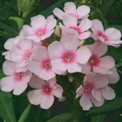 PHLOX paniculata 'Rosa Pastel'