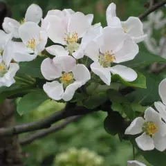 MALUS X 'Red Sentinel' - Pommier à fleurs 'Red Sentinel'