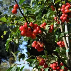 MALUS X 'Red Sentinel' - Pommier à fleurs 'Red Sentinel'