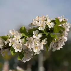 MALUS X 'Red Sentinel' - Pommier à fleurs 'Red Sentinel'