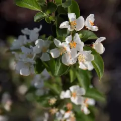 MALUS X 'Red Sentinel' - Pommier à fleurs 'Red Sentinel'