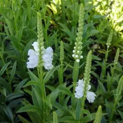 PHYSOSTEGIA virginiana 'Miss Manners' - Cataleptique