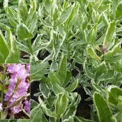 PHYSOSTEGIA virginiana 'Variegata' - Cataleptique