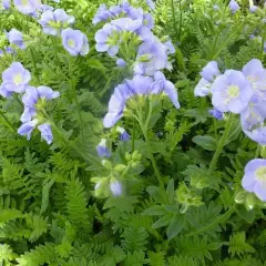 POLEMONIUM caeruleum 'Northern Lights' - Valériane grecque