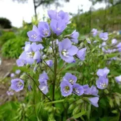 POLEMONIUM 'Sonia's Bluebell' - Valériane grecque