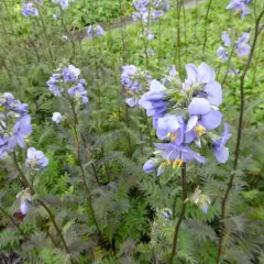 POLEMONIUM yezoense 'Bressingham Purple' - Valériane grecque