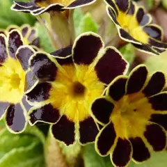 PRIMULA elatior 'Gold Lace Black'