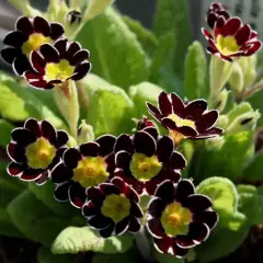 PRIMULA elatior 'Gold Lace Black'