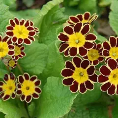 PRIMULA elatior 'Gold Lace Red'