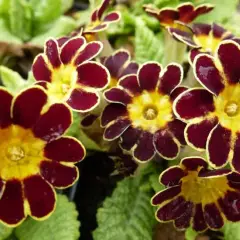 PRIMULA elatior 'Gold Lace Red'