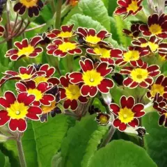 PRIMULA elatior 'Gold Lace Scarlet'